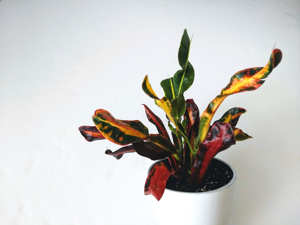 plastic bag plant Thick plastic bags for planting seedlings, flowers, fruits, and breath