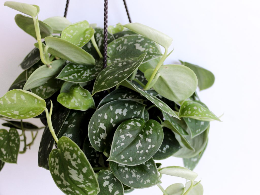 satin-pothos-the-vining-plant-with-velvet-leaves-a-potted-life