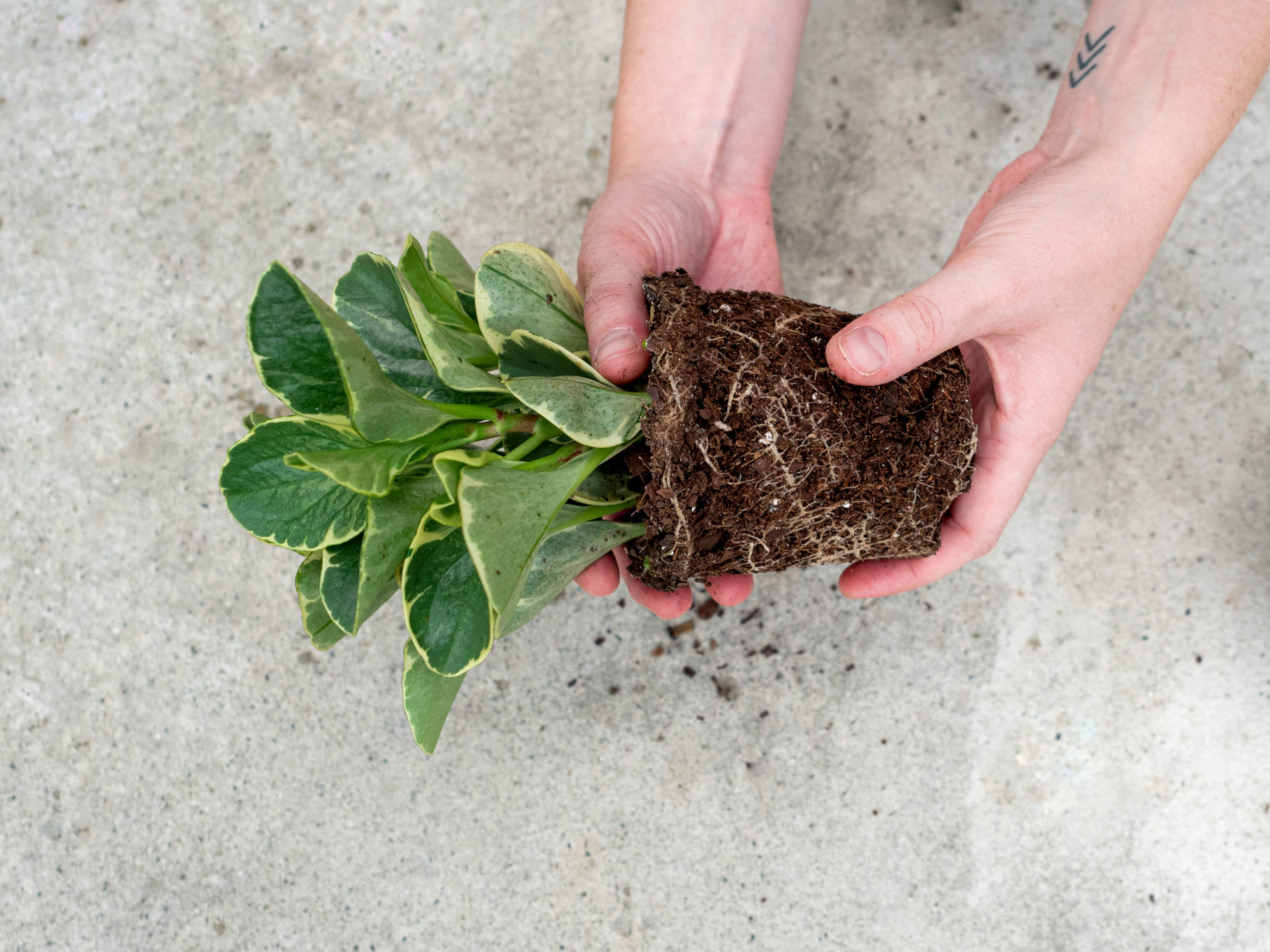 How to Make Potting Soil for Indoor Plants