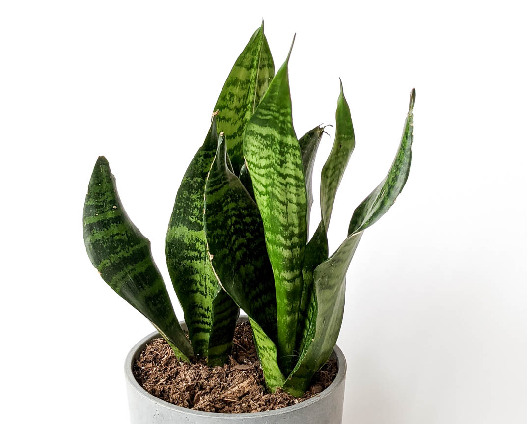 repotting indoor plants mistakes